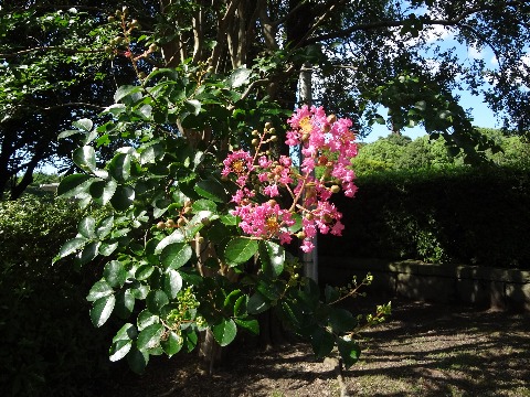 ということで，これも先日の自然かんさつ会からサルスベリ（百日紅）の花です．白い花もきれいですよね．