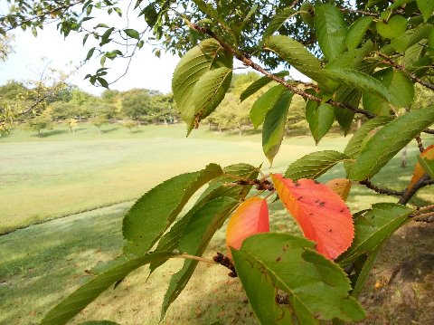 桜ももう紅葉が始まっています。桜って、枝だけの裸のような状態からいきなり花が咲いて、花吹雪のあと新緑がきれいで･･･というあたりで記憶が途切れていませんか？　私は以前そうでした。でも、桜の紅葉ってこんなにきれいなんですよ。