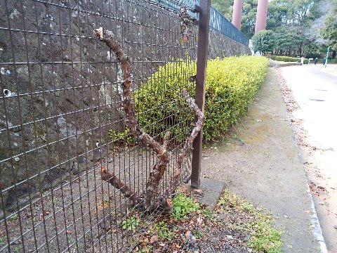 周回路の距離表示スタート地点には金網のアーケードがあり、ツルバラがツルを伸ばしていました。それがご覧の通りばっさり。ほかにも何本かあるのですが、ほぼ同様です。園芸は素人なのでよくわかりませんが、きっとこれも樹勢を回復するための剪定なんでしょうね。　というのも、向こうに見えるツツジも、去年だったか幹しか残ってないような状況から今の姿に復活しましたからね。きっと大丈夫でしょう。