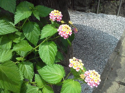 近くの実家に，こんな黄色とピンクのツートンカラーの花が咲いています．よそのお宅でも見かけるのですが，またまた名前にたどり着けず･･･