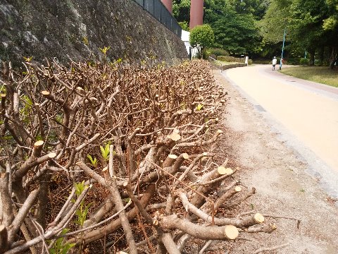 この写真、葉っぱはほとんどなくなって、枝の太いところで切られていますよね。