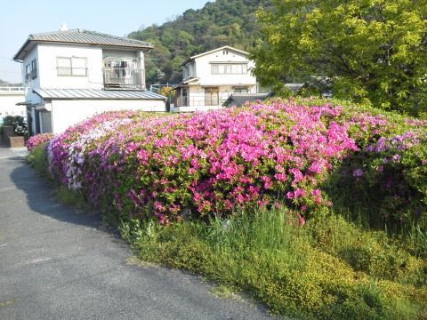 黄金山裾野周回コースでも，この通り満開です．
