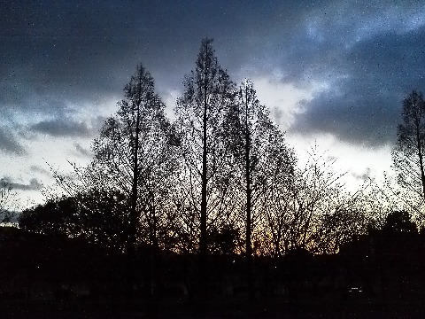 一昨日の写真では脇役だった樹木たちを，今日はシルエットで主役にしてみました．葉脈だけ残った木の葉のようにも見えませんか？