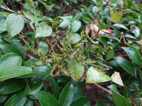 この写真の中央のトゲトゲした植物はヒノキバヤドリギです.これは,周りに見えるサザンカ(かな?)に寄生しているんですよ.丸いつぶつぶがたくさん付いているのが実です.
