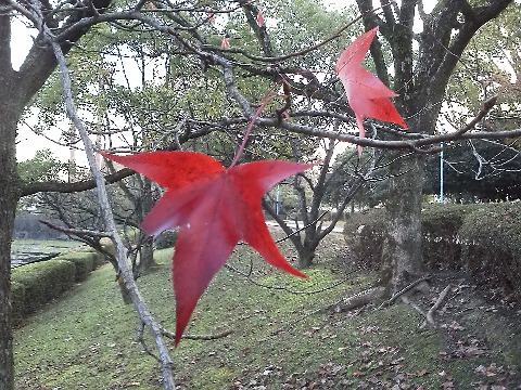 公園内の木々もだいぶ落葉が進んできて,木によっては,オー・ヘンリーの「最後の一葉」ではないですが,最後の二葉とでもいうような状況もあります.