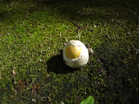 さて春日公園のキノコシリーズ,これはタマゴタケのつぼみです.大きさはゴルフボールくらいですが,カラと白身の下から黄身がのぞいているようで,ほんとにタマゴのように見えませんか?