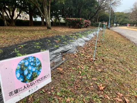 これまでヒマワリやコスモスなどいろんな花を楽しませてくれた周回路脇の花壇ですが、今度はネモフィラのようで楽しみです。