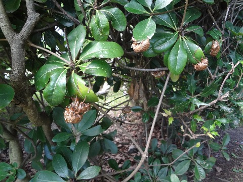 自然かんさつ会では，植物だけでなく鳥や昆虫も対象です．ただ，虫は苦手という人もおられますからねえ．このくらいの写真なら大丈夫でしょうか？　セミ（たぶんクマゼミ）の抜け殻がたくさんありました．この木がお気に入りなのか，数十個がくっついていました．次回はクモの写真かも？