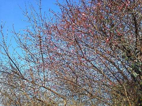 牛頸ダム湖畔には,1本だけですが紅梅が咲いていました.香りもあったようですが,まだ風邪が全快しない私には残念ながらよくわかりませんでした.