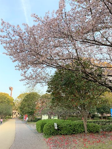 さて先日アップした桜と紅椿と紫木蓮の競演、引いてみるとこんな感じです。椿はもう地面の方が華やかも。