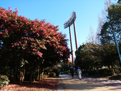 師走の春日公園ではサザンカ(山茶花)が満開です。今年もここをずいぶんグルグル回りました。