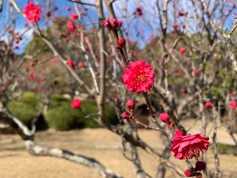 先日の白梅に続いて、今日は紅梅です。　これは周回路沿いではなくて、ちょっと引っ込んだところにあります。