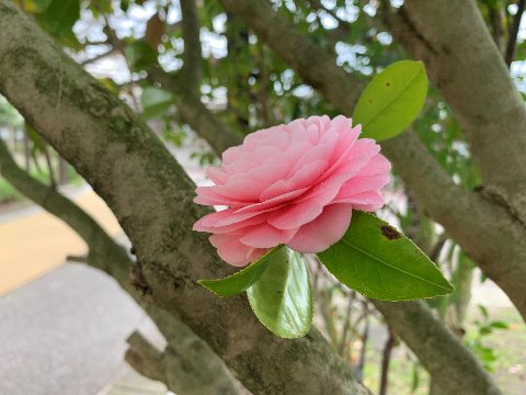 さてこれもほぼ毎年アップしているネタですが、椿の栽培品種ヌッチオズ・パールが今年も咲いています。