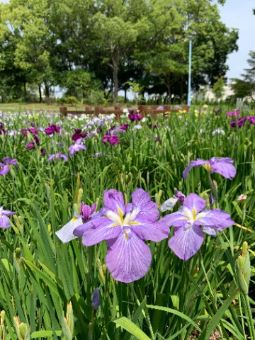 2週間空くと写真のネタも増えていましたが、今日はやっぱり今が盛りの花菖蒲にしましょう。