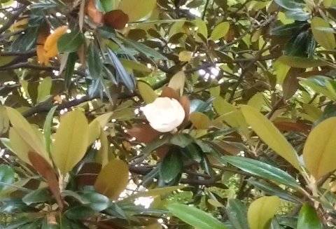 タイサンボク（泰山木）の花が咲いています。別の樹ではもう盛りを過ぎたようですが、周回路のそばの樹ではつぼみが開き始めたところでした。これでもソフトボールくらい大きいのですが、高いところにあるので気づかれにくいかな。
