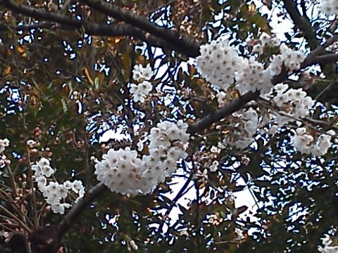 春日公園にはあちこちに桜がありますが,その中で先頭を切って咲き始めた樹はこんな感じです.一方まだ全然咲いていない樹もあります.ただ昨日と今日でも違いが分かるほど開花が進んでいるのは確かです.花見のベストは今週末?それとも来週末?