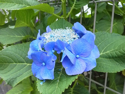 これは公園への途中のガクアジサイ(額紫陽花)．形がちょっと変わってて面白いなと思いました．