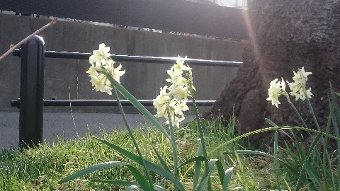 水仙、あちこちでキレイでした!