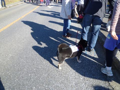 ライバル１走るわんこ初めて見ました犬がレースで走ってる