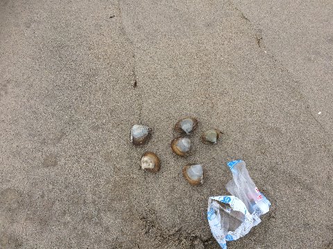海が荒れた翌日は… 海からの贈り物。ホッキ貝