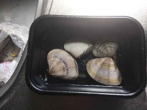 早起きは4個の貝徳。 新堤防はコンクリートが固い気がする。砂浜は反発がなく、走りづらいがアキレス腱には負担が少ない気がする。 この頃アスファルトの走路とコンクリート走路の違いが少しわかってきたような気がする。