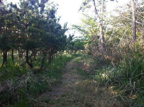 明日走る二ッ箭山もこんな道かな？