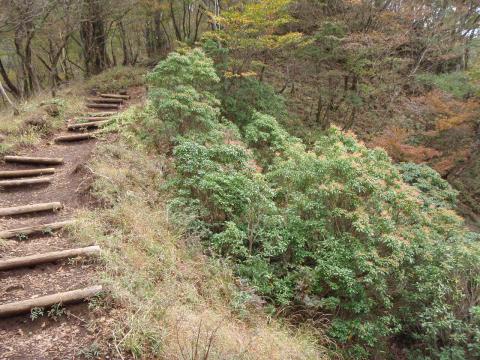 シカのために笹がなくなった登山道と、増えているアセビ(緑色の灌木)。