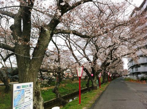 桜のトンネルJOG(^◇^)