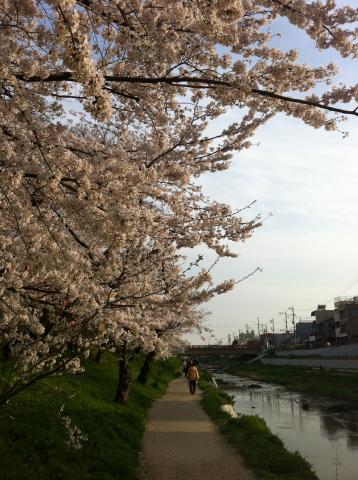 この先に岡崎城が(^◇^)疲労抜き散歩。。。