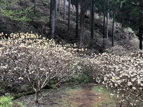 誰もいない静寂の桃源郷