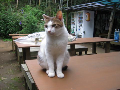 この人たち、昼間から・・・呆れ顔のニャンコちゃん
