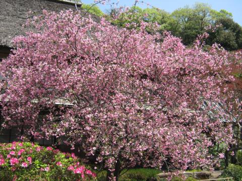 海棠の花