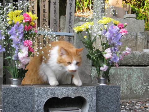 お墓の中からデブねこが!化け猫のたたりじゃ～！