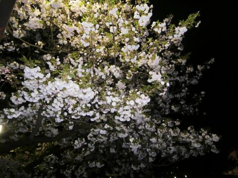 神宮外苑の八重桜 まだまだ見頃です!