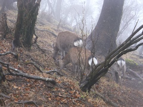 鹿さんのエロティックなお尻~