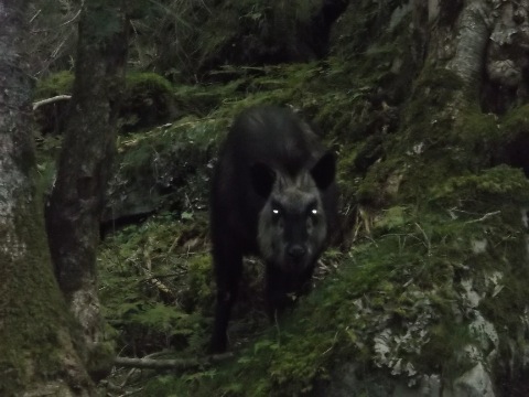 熊だ〜！じゃかったカモシカ