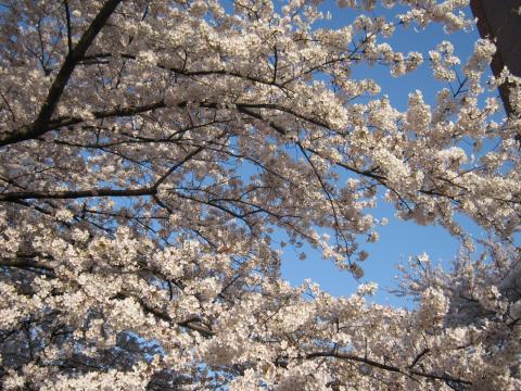 高井戸駅前の桜もお見事~
無事戻ってこられて
これから温泉だ~