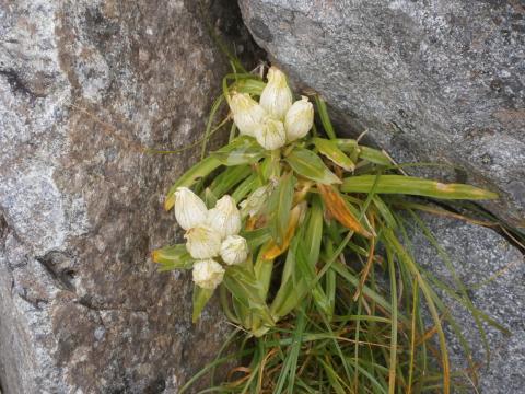 殺伐とした岩場にも可憐な高山植物が咲き乱れる トウヤクリンドウ