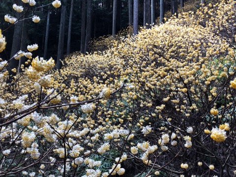 山腹がミツマタの花で覆い尽くされていて圧巻!