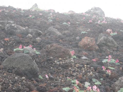 高山植物の女王 コマクサの大群落
過酷な気象条件の中、花を咲かせるまで5年以上の歳月が必要という。