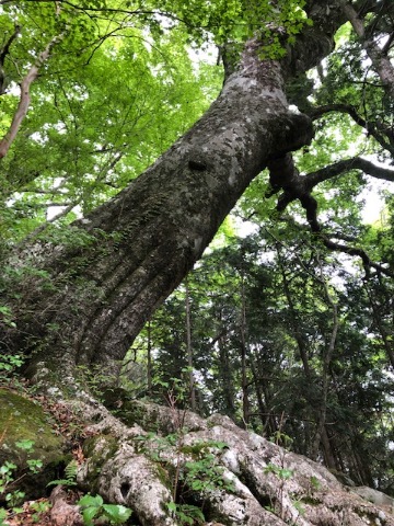 ブナの巨木 根張りが凄い