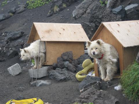 宿泊した山小屋で飼われている
2匹の老犬