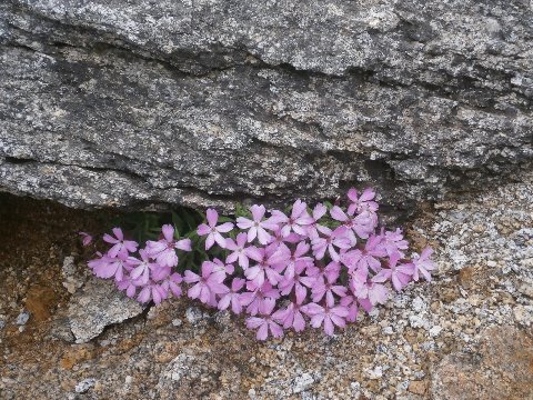 タカネビランジ 南アルプスの砂礫や岩陰にだけ生息。コマクサと同じような生育環境に育つちょっとどエムな花
