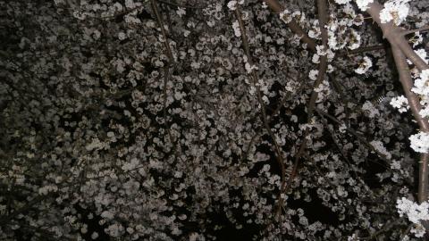 神田川の夜桜~