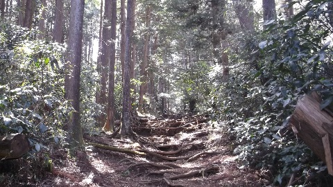 湯坂道 人も少なく気持ちの良いトレイル