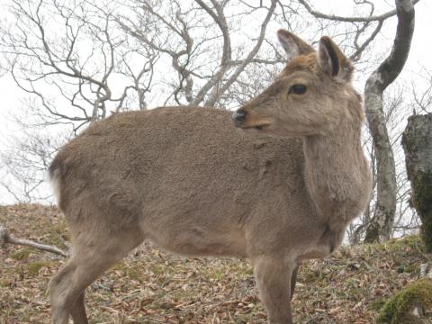 カメラを向けても、そっぽ向いてしまう。「アホナ人間どもの相手なんかしていられないわ」