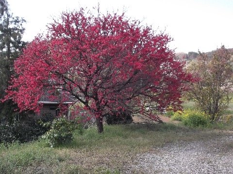 ボケの花?