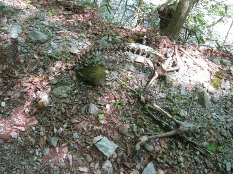 白骨化した鹿の死骸自然は美しさばかりでなく非情さも・・・。