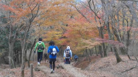 大倉尾根を下る 今日はトレイルランナーも多かった。山も以前に比べると若い人の数が増えてきた。