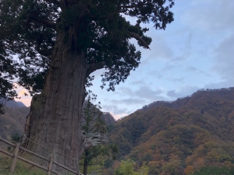 樹齢2000年の箒杉